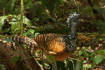 Great curassow at La Ceiba Trail in Parque Nacional Volcan Arenal in Costa Rica