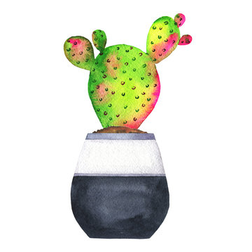 Cute green and pink doodle succulent in a pot isolated on white background. Hand drawn watercolor illustration.
