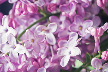 Fototapeta na wymiar Lilac flowers