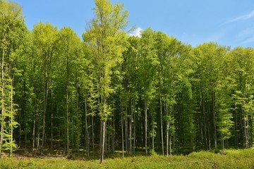 young beech forest