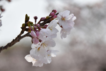 桜