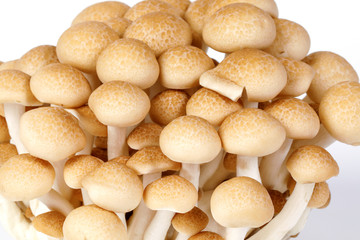 White brown shimeji mushroom on white background