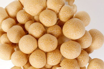 White brown shimeji mushroom on white background