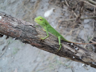Naklejka na ściany i meble green chameleon on a dry tree trunk