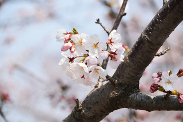 桜
