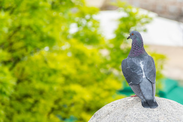 A Beautiful domestic pigeon stands on a concrete ball in the park on a spring day. A blurred green background from the tree trunks. Animal and environment concept. Close up, selective focus