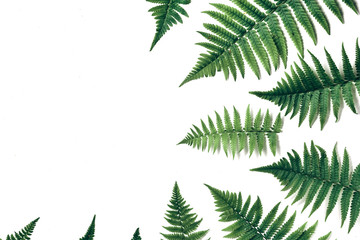 Summer composition. Tropical fern leaves on white background. Summer concept. Flat lay, top view, copy space