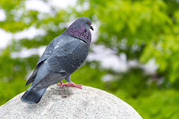A domestic pigeon stands on a concrete ball in the park on a spring day. A blurred green background from the tree trunks. Animal and environment concept. Close up, selective focus