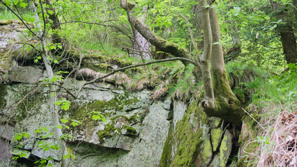 trees and rocks of black forest