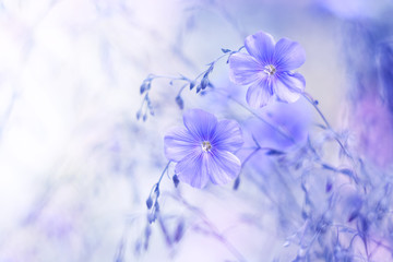 Delicate blue flowers of flax on a beautiful blurred background. Dreamy art image, beautiful natural background. Selective focus. - obrazy, fototapety, plakaty