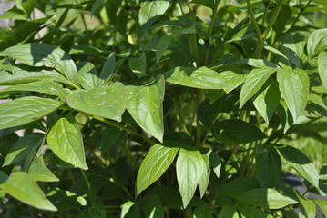 green leaves background