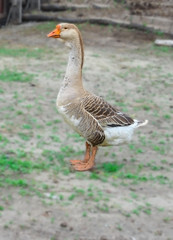goose with orange beak and feet on a blurred Village background