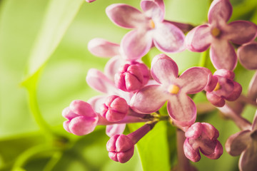 Lilac flowers