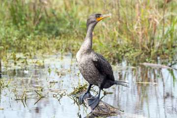 Juvenile cormorant on a log.