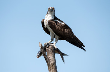 An osprey eating a fish it caught.