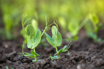 Young plant pea in soil grows in the light of the sun sunset. Green seedlings growth in spring in...