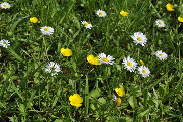 Fototapeta premium field of daisies