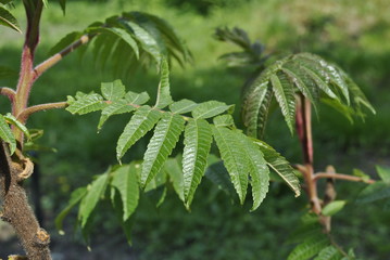 cucumber growing in the garden