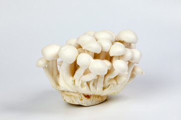 White brown shimeji mushroom on white background