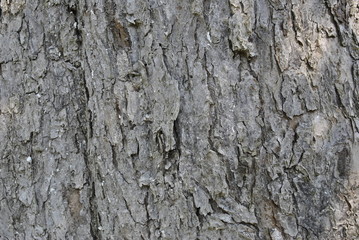 Fototapeta premium tree bark texture