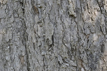 tree bark texture