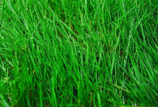 a green grass with dew © Irina