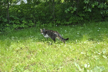 cat in the garden