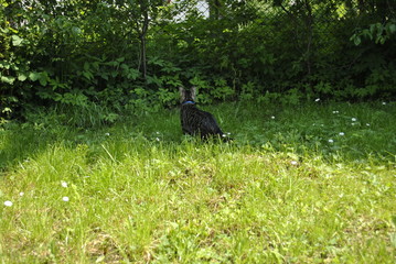 cat in the garden
