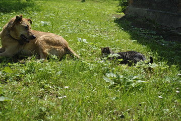 cat and dog