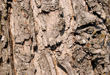 close up bark of a forest tree background