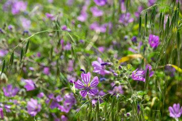 meadow geranium bloom in a field in spring