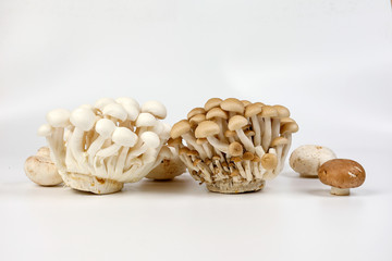 Mix white brown shimeji button mushroom on white background