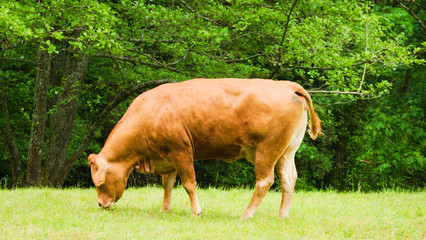 brown cow on a meadow