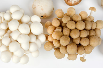 Fototapeta na wymiar Mix white brown shimeji button mushroom on white background