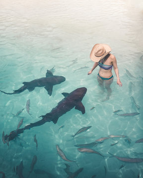 Brave young woman in the water with nurse sharks at Compass Cay in The Bahamas.