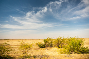 Beautiful desert in india with yellow sands, green plants and blue cloudy sky