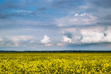 Rape blossom in rape field, yellow flowers and a picturesque sky.