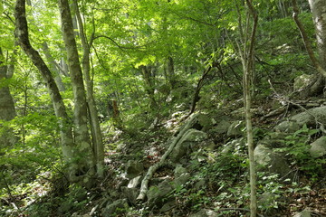 Fototapeta na wymiar 森林の風景