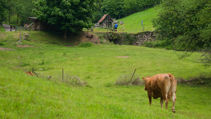 brown cow on a meadow
