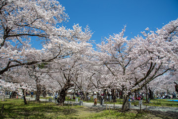 Fototapeta premium cherry blossom tree in spring