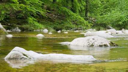 rocks in a stream in the forest