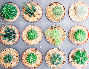 Farm cactus to plant variety of species