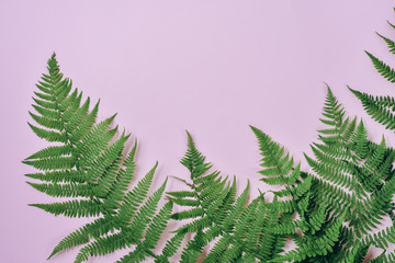 Top view of green tropical fern leaves on pink background. Flat lay. Minimal summer concept with fern leaf. Creative copy space