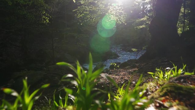 Mountain river, deep forest, early morning.