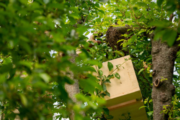 Beekeeping. Beekeeper collecting escaped bees swarm from a tree. Apiary background.