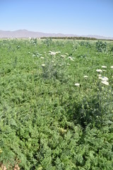 Carrot field gone to seed