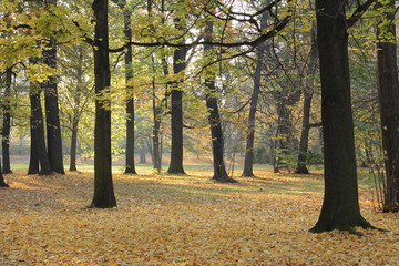 Bäume im Herbst