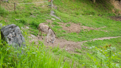 donkey on a green meadow