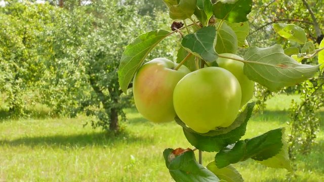 Yellow red apples on bunch with green leves before harvest at sunny day