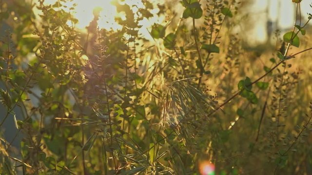 Different species wild grass view in sunset light grownd level shot